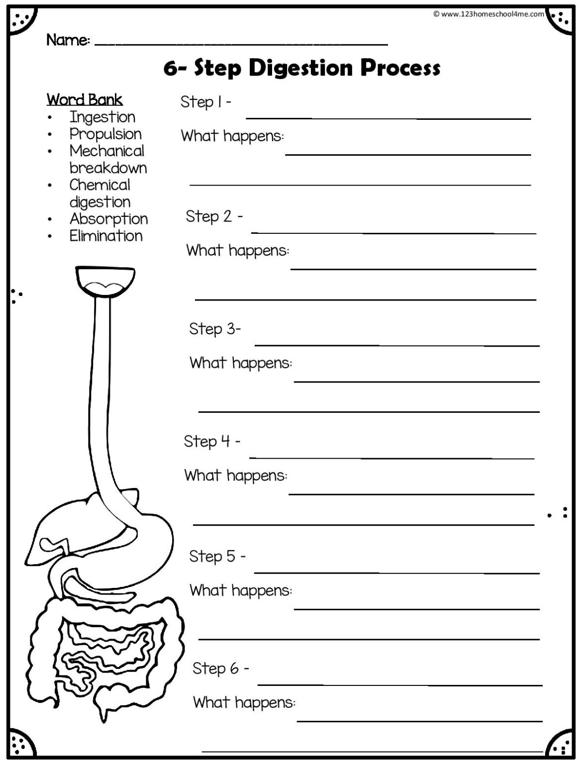 Digestive System Printables