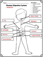 💩 Digestion Experiment - Human Digestive System for Kids