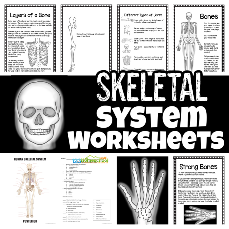 Check out our free printable skeletal system printables and worksheet pack, perfect for teaching elementary age studets about the amazing human body through fun hands-on projects!