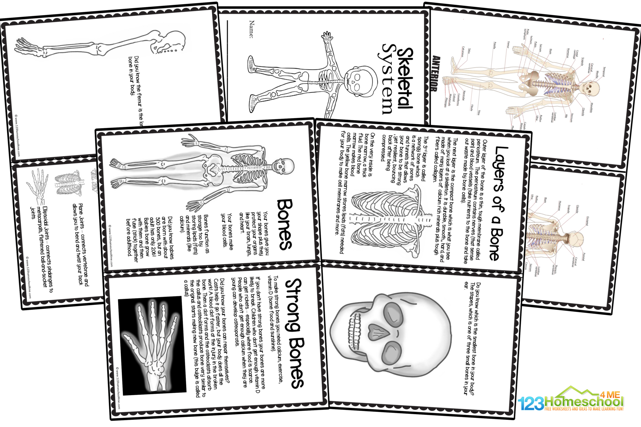 💀 FREE Printable Skeletal System Worksheet Pages for Kids