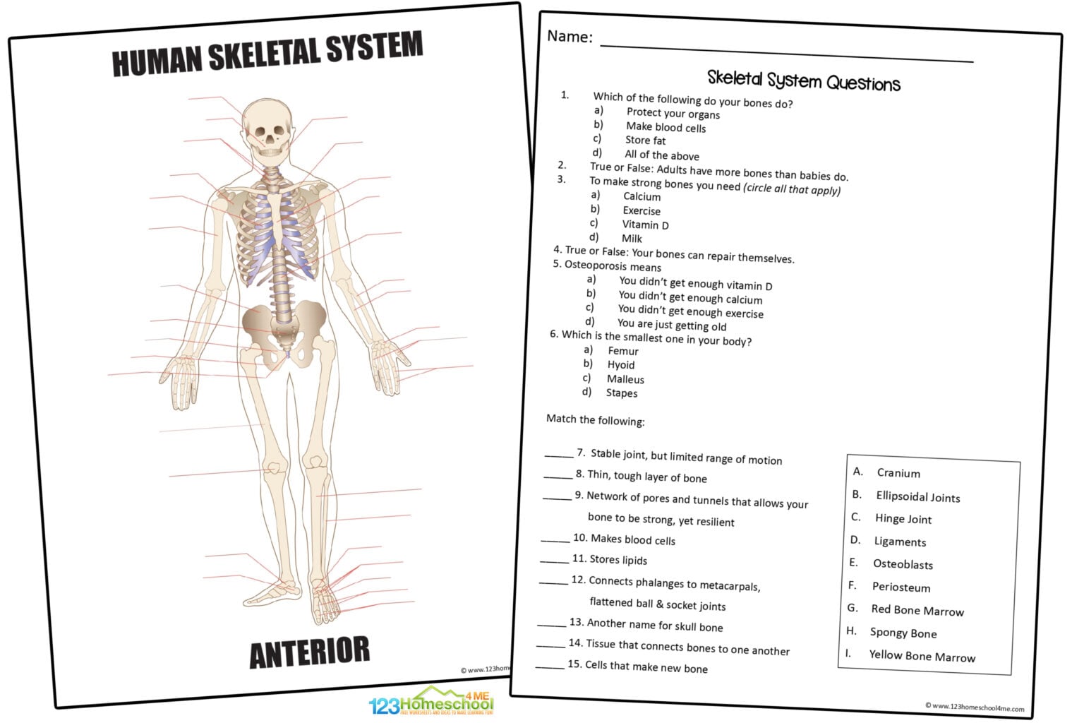 💀 FREE Printable Skeletal System Worksheet Pages for Kids