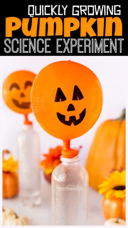 While most pumpkin take 90 to 120 days to grow, this simple pumpkin science experiment will allow children to use a chemical reaction to quickly grow a silly Jack-o-Lantern Pumpkin. You will love that these quick and EASY pumpkin activities use common household items. This baking soda and vinegar experiment for October is perfect for preschool, pre-k, kindergarten, first grade, 2nd grade, 3rd grade, and 4th graders too.