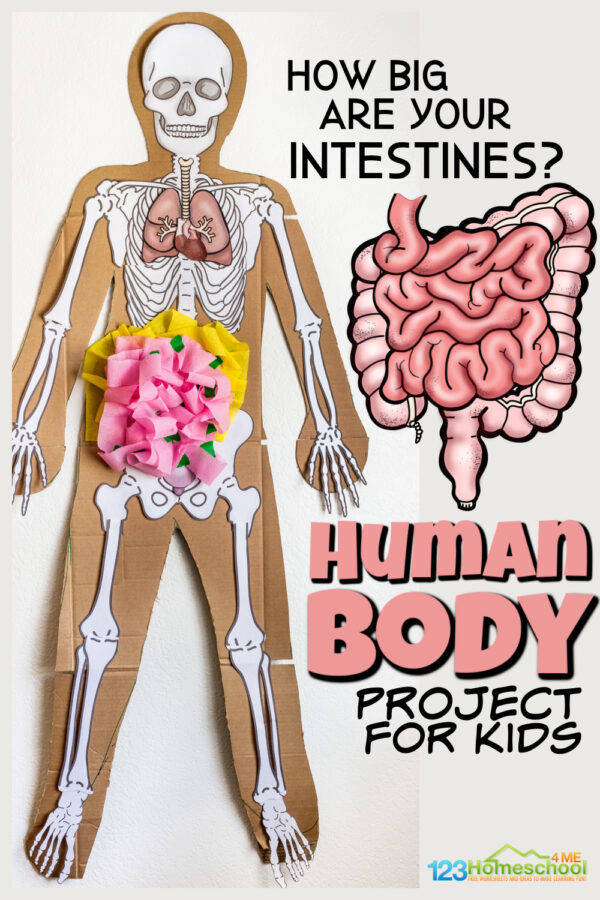 Body Experiment Human Body Archives - 123 Homeschool 4 Me
