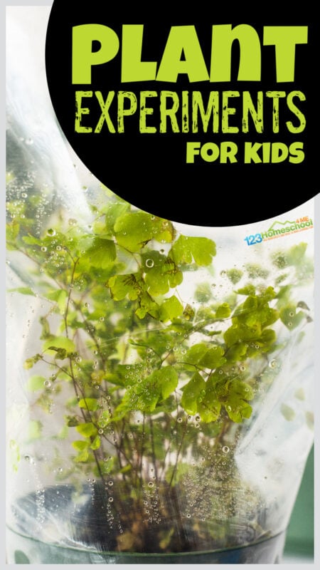 Fun and simple transpiration experiment for your plants for kids lesson. Grab a few simple materials and our transpiration worksheet pdf!