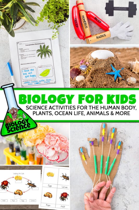 Our family loves using Apologia science with Explore Creation with Biology and All about plants for kids, but these biology science experiment ideas will work with whatever biology or botany science curriculum you are using. Simply click on the button below to see HUMAN BODY or PLANT science worsheets and  experiments to round out your lesson. These biology science for kid ideas are perfect for preschoolers, kindergartners, grade 1, grade 2, grade 3, grade 4, grade 5, grade 6, grade 7, grade 8, grade 9, grade 10, grade 11, and grade 12 students.