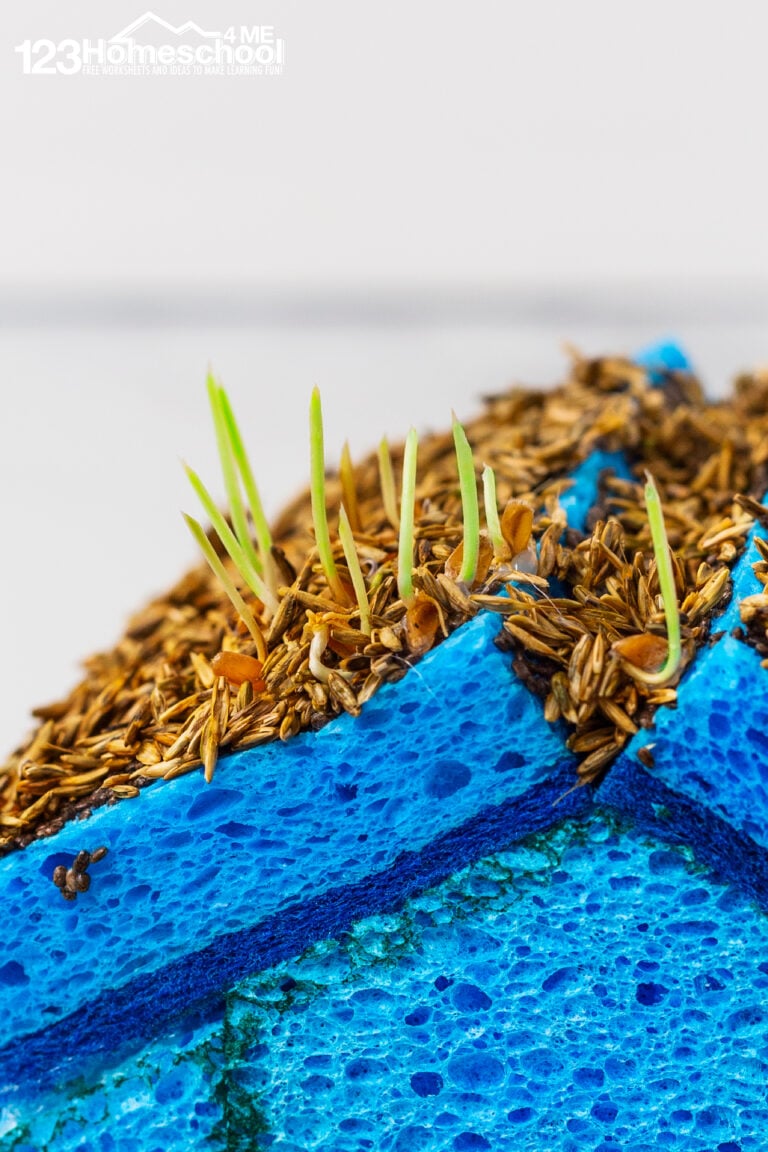 EASY Grass House Plant Activity for Kids