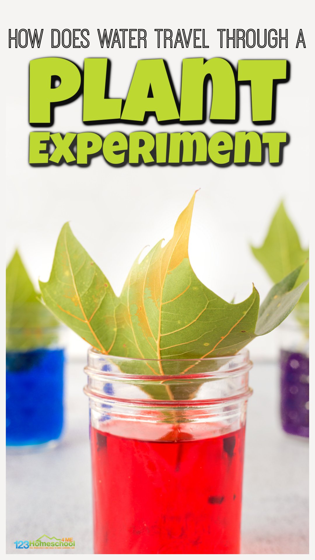 How does Water Travel Up the Xylem, Through a Plant Experiment for Kids