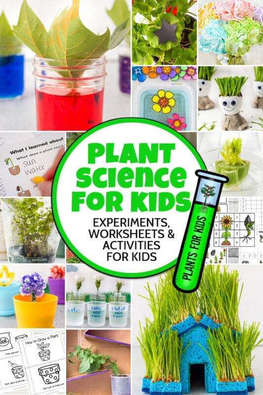 If you are teaching your child about plant science for kids, you will want to take a peak at these plant science experiments and activities! Whether you are learning about  - we've got science worksheets and projects to help kids learn. Use these ideas to round-out your science lessons with preschool, pre-k, kindergarten, first grade, 2nd grade, 3rd grade, 4th grade, 5th grade, 6th grade, 7th grade, 8th grade, 9th grade, 10th grade, 11th grade, and 12th grader.