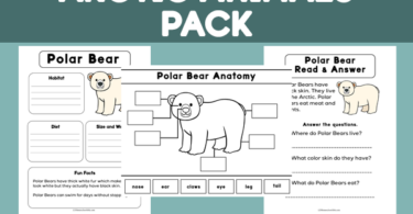 Learn about arctic animals for kids with FREE printable worksheets: polar bear, narwhal, caribou, snowy owl, and walrus pages!