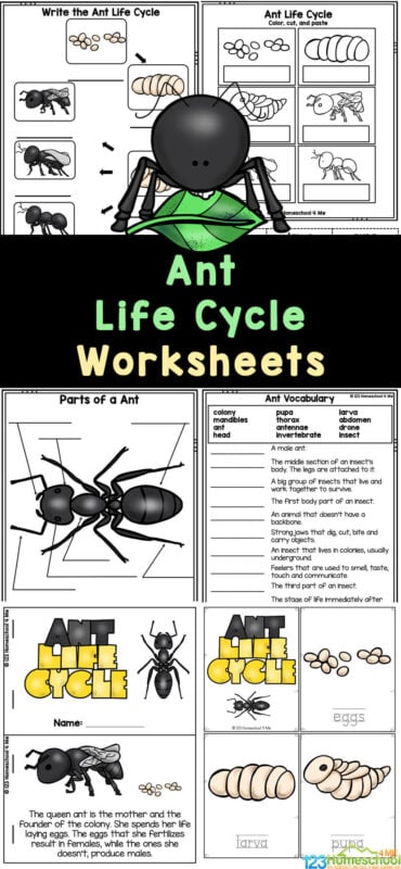 If you are looking for a fun, simple way for kids to learn about the life cycle of an ant, then you will love these fun and free Ant Worksheets. Students in first grade, 2nd grade, 3rd grade, 4th grade, 5th grade, and 6th grade  will love these free, no-prep activities using insect worksheets. Simply print these no-prep life cycle printables to help children play and learn about the ant life cyle.  