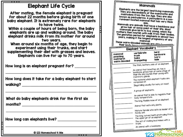 🐘 Life Cycle of an Elepant FREE Worksheets