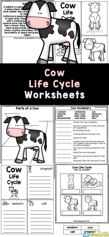 Cows are such fascinating animals! Learning about the life cycle of a cow is perfect for a farm animals study, understanding where our food comes from, understanding what ruminants animals means, labeling the cow parts, understanding new vocabulary, and so much more! Grab these cow worksheets to teach elementary age students in first grade, 2nd grade, 3rd grade ,4th grade, and 5th grade about cow life cycle. The many cow activities in this set of cow printables is perfect for teaching life cycles for kids!   