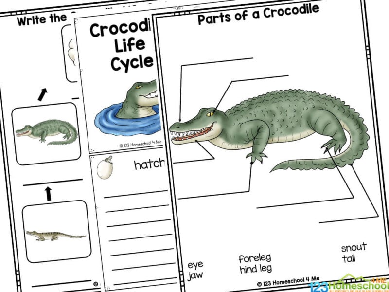 Crocodiles for Kids A female crocodile digs a hole or forms a pile of wet vegetation to create lay her eggs in. She lays around 30 to 60 eggs which she will incubate for the next 80 – 90 days. The sex of the baby crocodiles is affected by the temperature of the nest during this incubation phase. The hatchlings are taken care of by their mother until they are old enough to be out on their own. It takes hatchlings a long time mature, anywhere from 4 to 15 years. Young crocodiles need to eat meat to grow. It takes a few years, but eventually they will morph into their adult version. Crocodiles reach sexual maturity around the age of ten. Adult crocodiles spend their time hunting for prey, sunning or shading themselves.