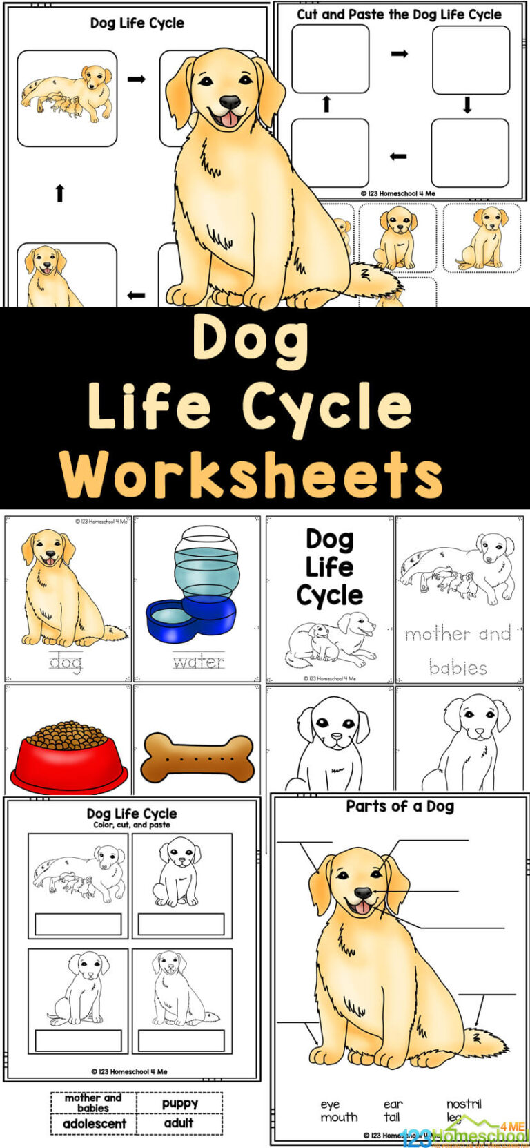 FREE Printable Dog Life Cycle Worksheets for Elementary Students