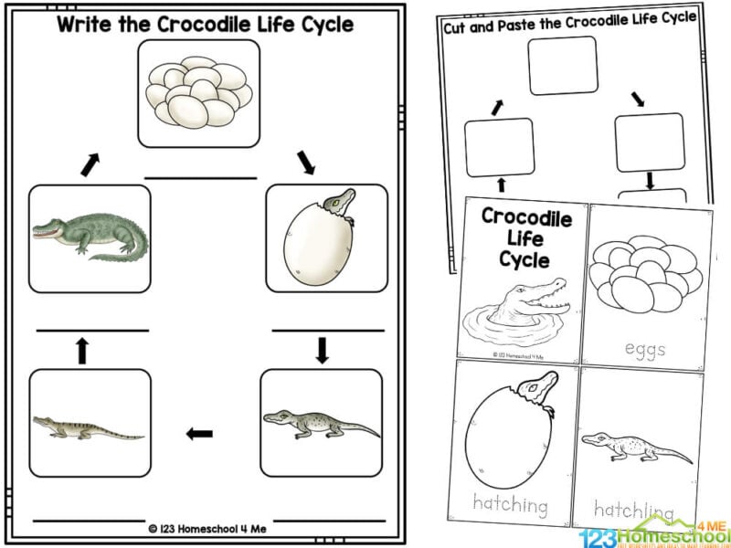 crocodile printables Crocodile Worksheets - fill in the bank using word bank: reptile, camoflauge, mouth gaping, cold-blooded, vertebrate, nocturnal, carnivore, death roll, semi-aquatic, snout, third eyelid, ambush predator
Free Crocodile Reader
Crocodile Habitat Worksheet
Reptile Worksheet
Crocodile Life Cycle Reading Comprehension with passage and follow-up questions
Bibliography worksheet
My book report template
Animal Report form
Crocodile page with cute clipart pictures