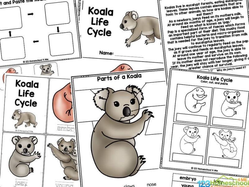 Koala Life Cycle Printables in 2023 Life cycles, Animal life cycles, Flip book examples