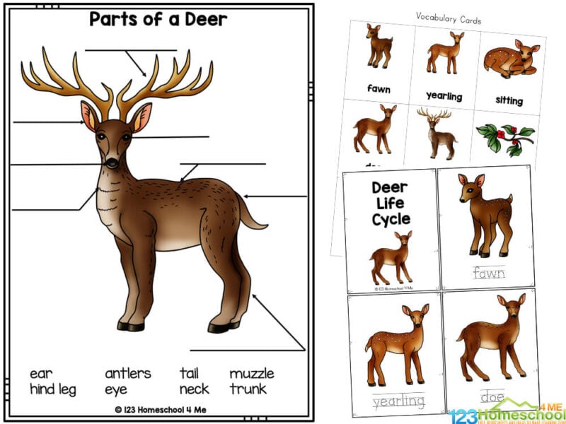 life cycle of a deer Deer life cycle coloring page
Cut and Paste deer stages and deer coloring sheet
Create a deer life cycle mini book - choose black and white or color option
Fill in what you learned about the life cycle of a deer booklet
Label the parts of deer - eye, ear, hind leg, antler, tail, neck, muzzle, trunk
Deer research and writing prompts