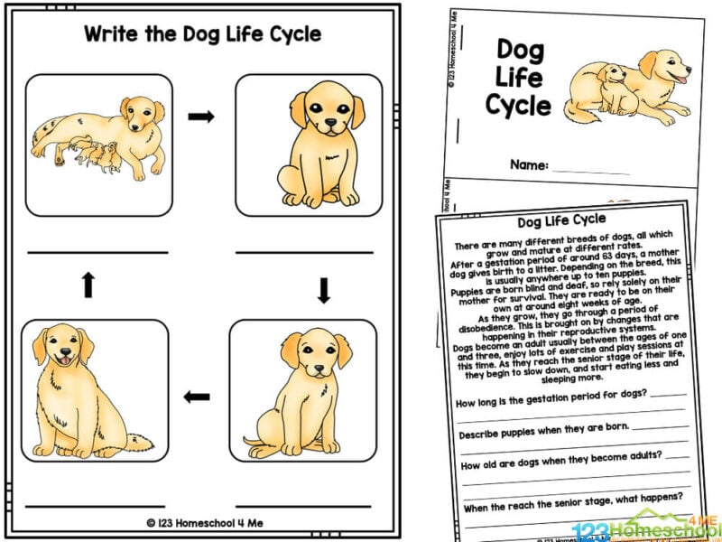 Dog life cycle coloring page
Cut and Paste dogstages and dog coloring sheet
Create a dog life cycle mini book - choose black and white or color option
Fill in what you learned about the life cycle of a dog booklet
Label the parts of dog - eye, mouth, ear, tail, nostril, leg
Dog research and writing prompts
