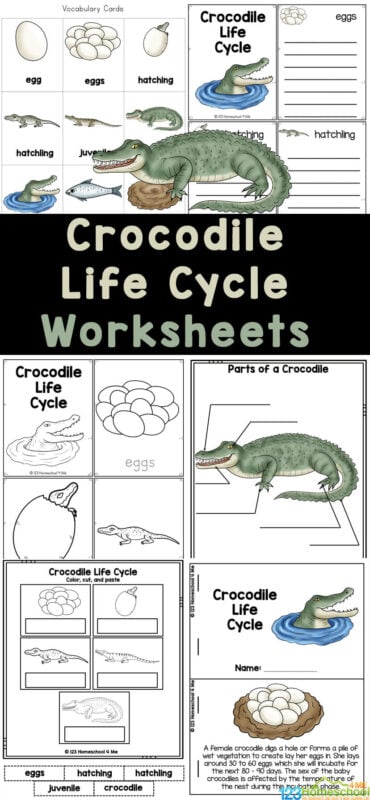 Crocodiles are such fascinating creatures that live both in water and on land. If you are looking for a fun, simple way for kids to learn about the lifecycle of a crocodile, then you will love these fun and free Crocodile Worksheets. Simply print these crocodile printables to read and learn about life cycles for kids with first grade, 2nd grade, 3rd grade, 4th grade, 5th grade, and 6th grade students.