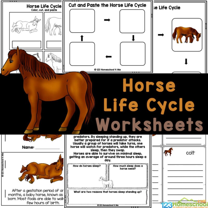 Looking for a fun and educational activity for kids? Check out these free Horse Life Cycle Worksheets, perfect for students in grades 1-4!