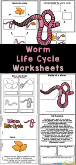 FREE Printable Life Cycle of a Worm Worksheets for Kids