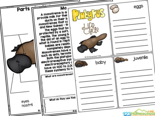 FREE Printable Duck Billed Platypus Life Cycle Worksheets for Kids (2nd ...