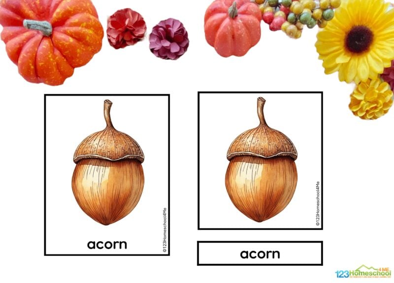 autumn flash cards