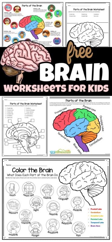 Explore the amazing world of the brain with our free, fun worksheets and activities for kids in grades 1-6, making science enjoyable as they learn about brain parts and functions!
