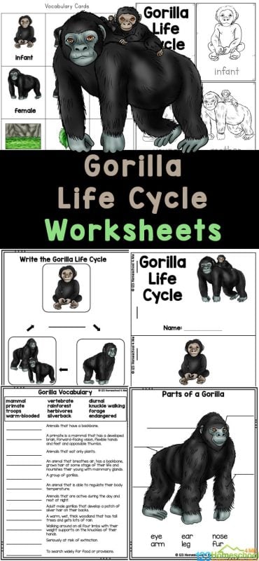 Learn about the gorilla life cycle with these free printable life cycle worksheets! In these printables, elementary age students will learn how gorillas are large, plant-eating primates are known for their incredible strength and intelligence. There are 30 pages of activities to learn about the life cycle of gorillas! Learn about the gorilla life cycle with these free printable life cycle worksheets! In these printables, elementary age students will learn how gorillas are large, plant-eating primates are known for their incredible strength and intelligence. There are 30 pages of activities to learn about the life cycle of gorillas!