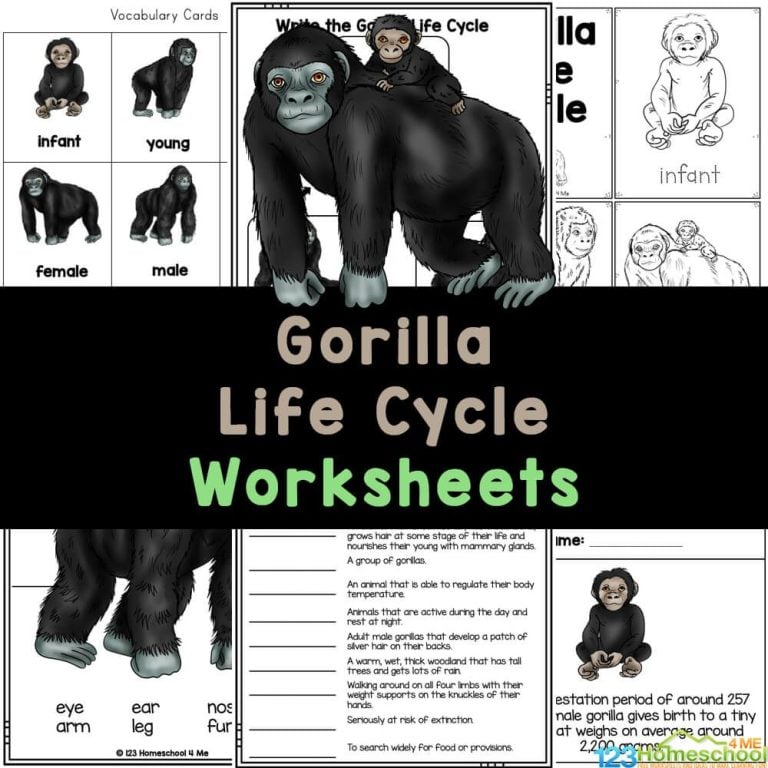 Explore the life cycle of gorillas with our free printable life cycle worksheets for elementary students, featuring 30 engaging pages of activities.