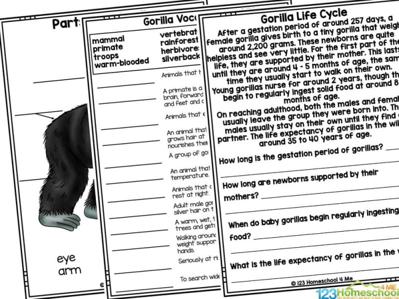 Life cycle of a gorilla There are quite a few activities in this pack including:
Vocabulary Cards - infant, young, mother, female, male, bamboo, habitat, leaf
Life Cycle Poster
Write the life cycle
Cut and paste the life cycle
Draw the life cycle
Color the life cycle
Cut, paste and color the life cycle
Color and create a life cycle mini book
Trace and create a life cycle mini book
Life Cycle mini book - write your thoughts
Parts of a gorilla - eye, ear, nose, arm, leg, fur