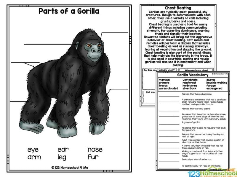 gorilla printables What I know, what I want to learn
Can, have, are
Vocabulary page - mammal, primate, troops, warm-blooded, vertebrate, rainforest, herbivores, silverback, diurnal, knuckle walking, forage, endangered
Life Cycle Reader
Habitat Reading comprehension
Chest Beating reading comprehension
Gorilla Life cycle reading comprehension
Book Report
Animal Report
My NotesÂ
Some answers included