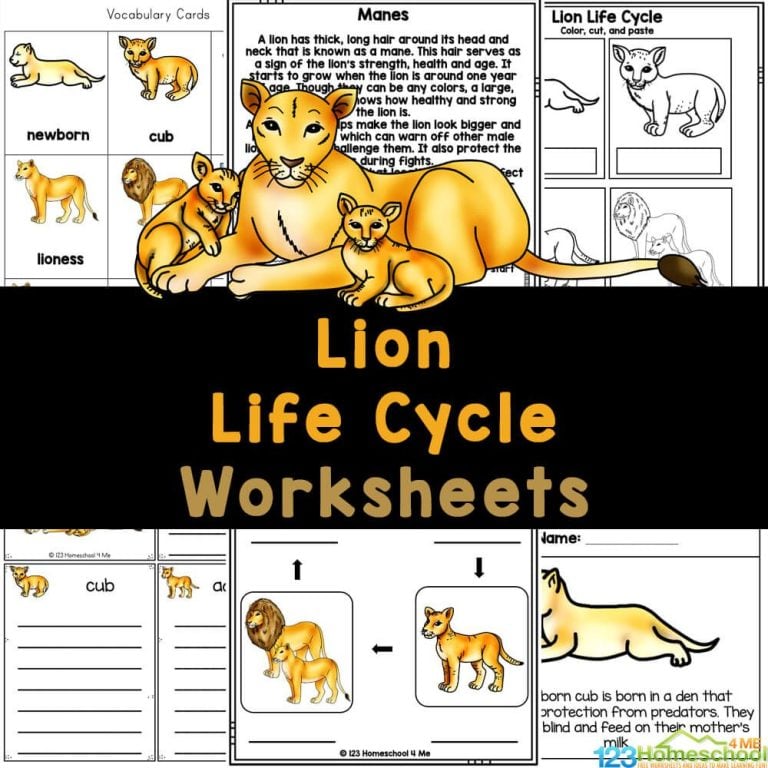 Discover the lion life cycle with 30 pages of free printable worksheets full of fun activities for elementary age children!