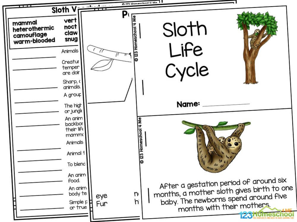 Sloth Life Cycle Worksheets