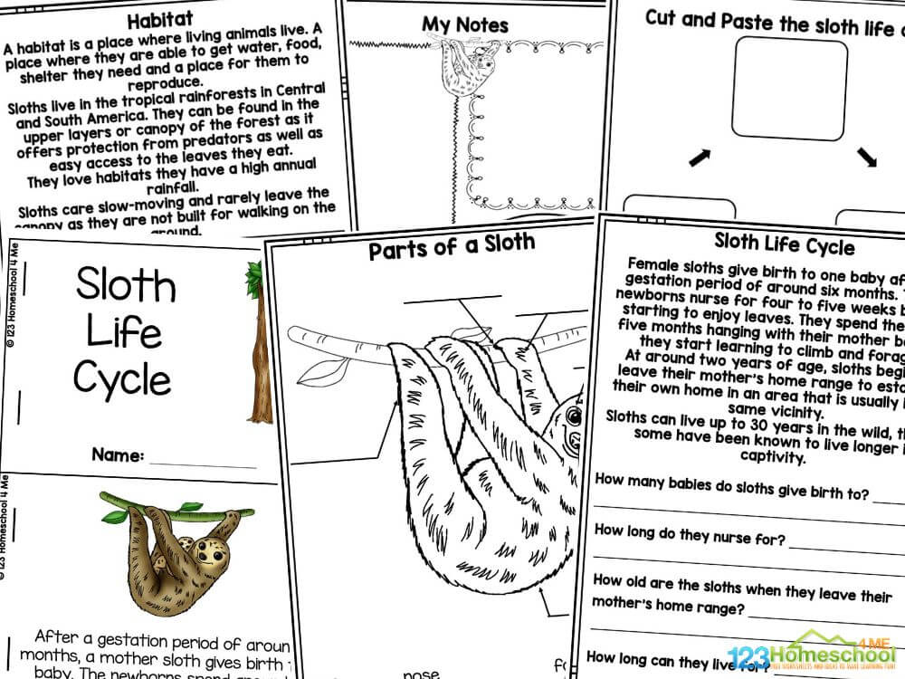 Sloth Life Cycle Worksheets